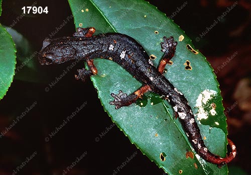 Pseudoeurycea-Aquiloeurycea sp.(Queretaro)
